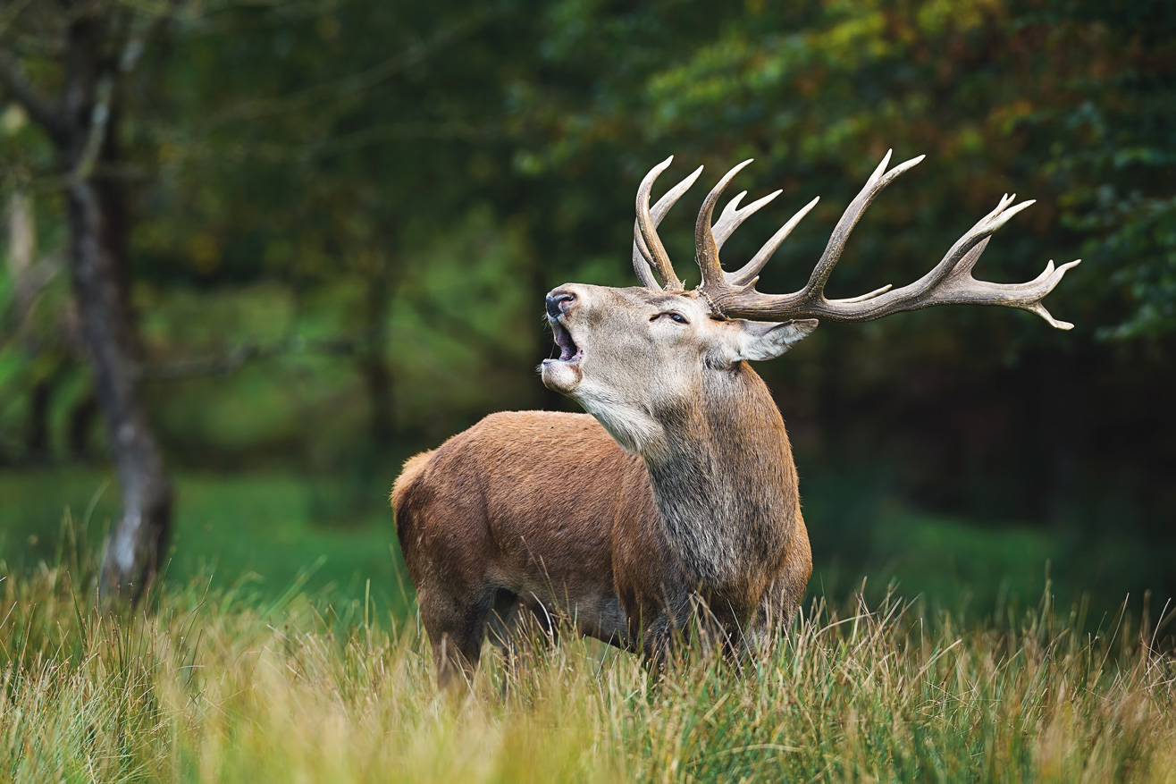 Pyrénées, brame du cerf en automne